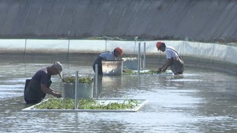 武進打造漁業轉型升級模范區，以綠色飼料驅動水產養殖高質量前行