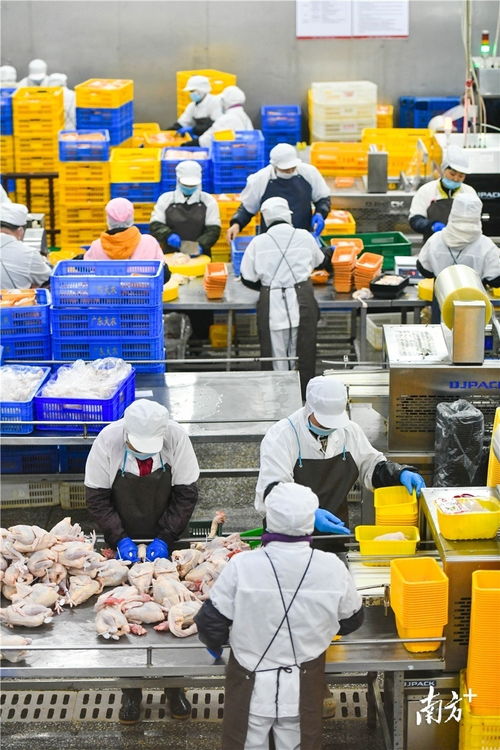 預制菜風口下的清遠機遇 發揮畜牧漁業飼料優勢，打造粵北預制菜供應鏈高地