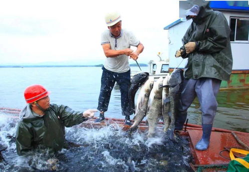 水產養殖助力鄉村振興 長壽之鄉貴州印江、湖北鐘祥、貴州赤水的實踐探索與飼料銷售新機遇
