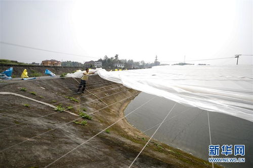 疏通產業鏈堵點，保障“菜籃子”供應——重慶養殖大區力促養殖業補損復產與飼料銷售暢通